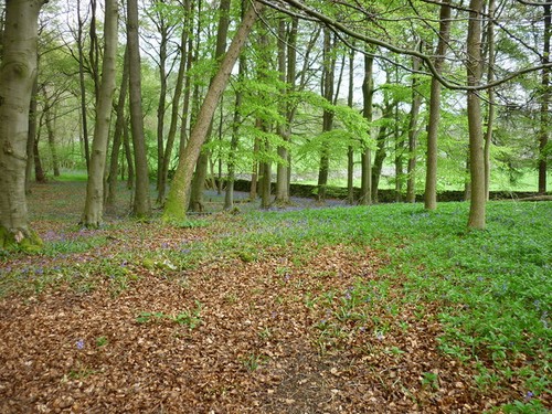 Photo grass wood spring - a3,